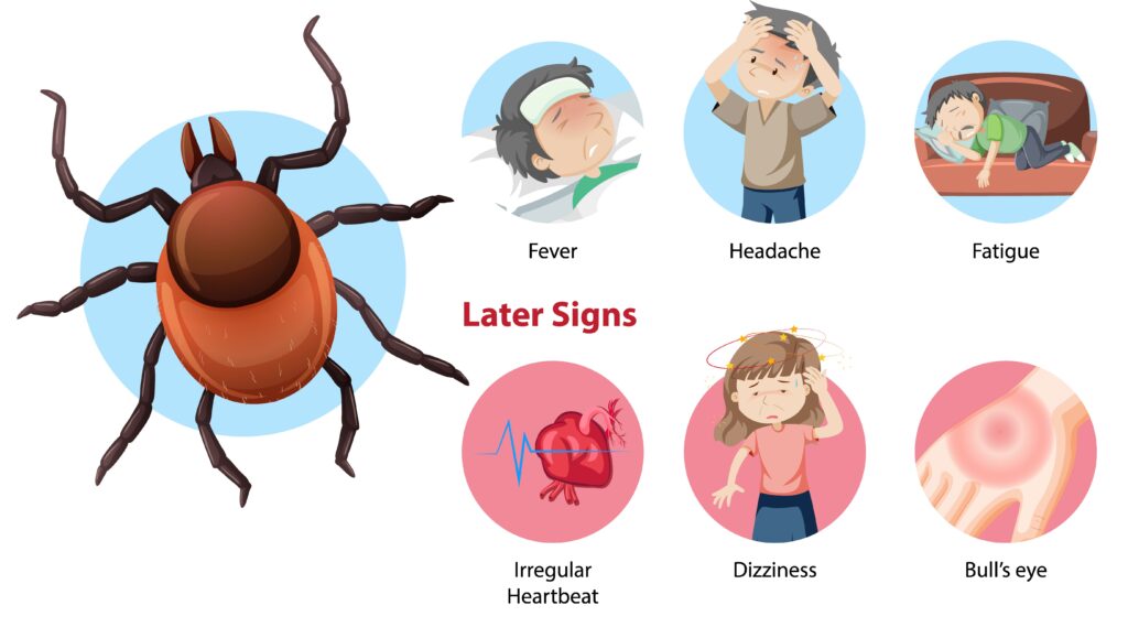 Signs of a flea infestation