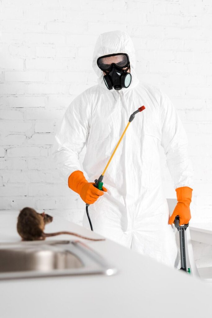Expert Dead Rat & Mouse Removal Services