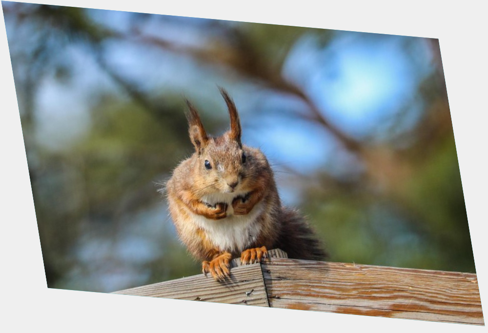 Squirrel