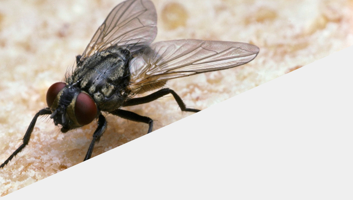 Fly