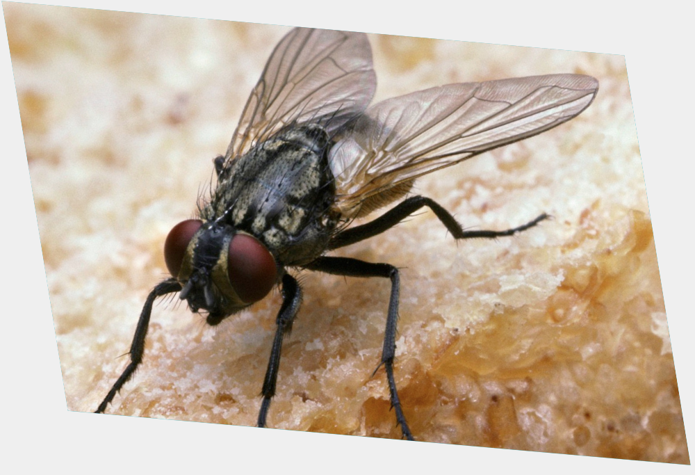 Fly