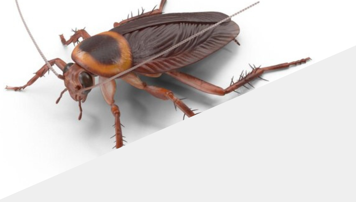 Cockroach