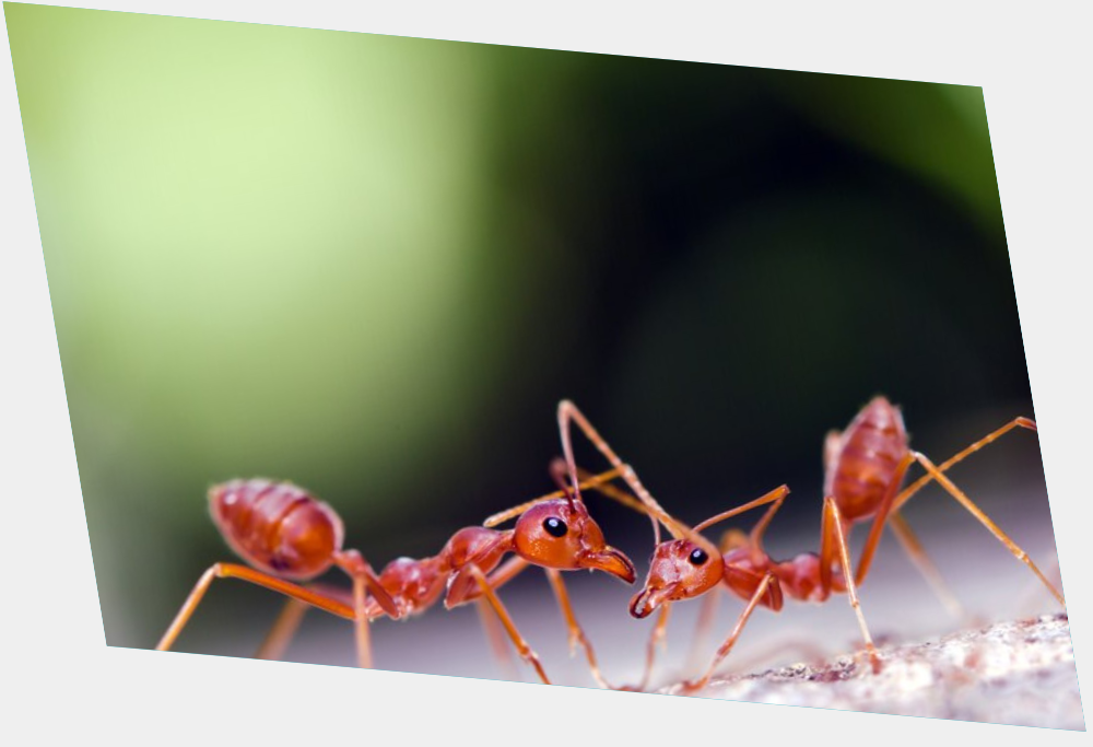 ants