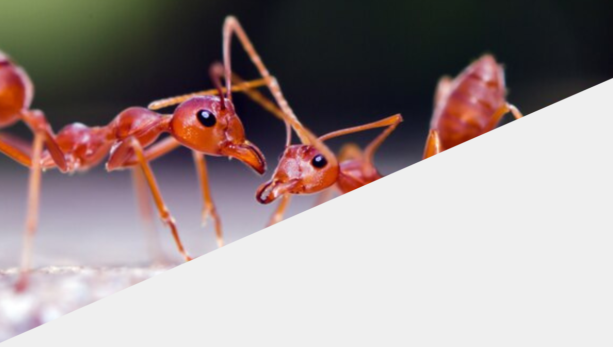 Ant
