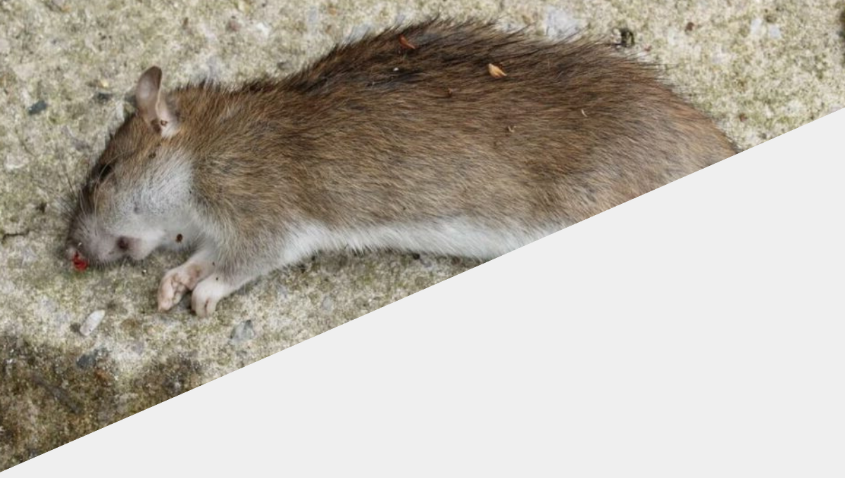 Dead Rat