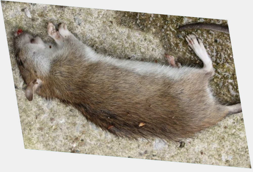 dead rat