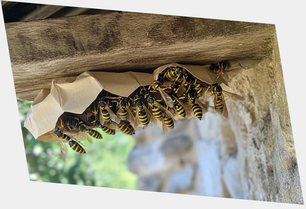 wasp