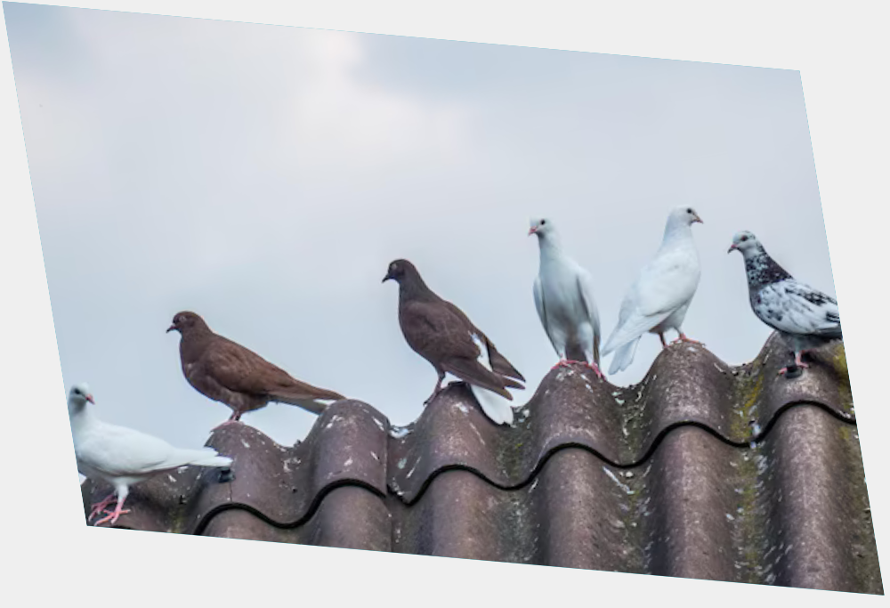 bird