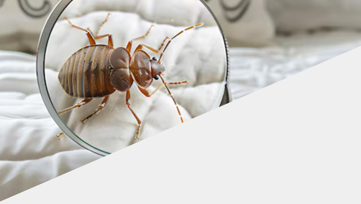 bedbug