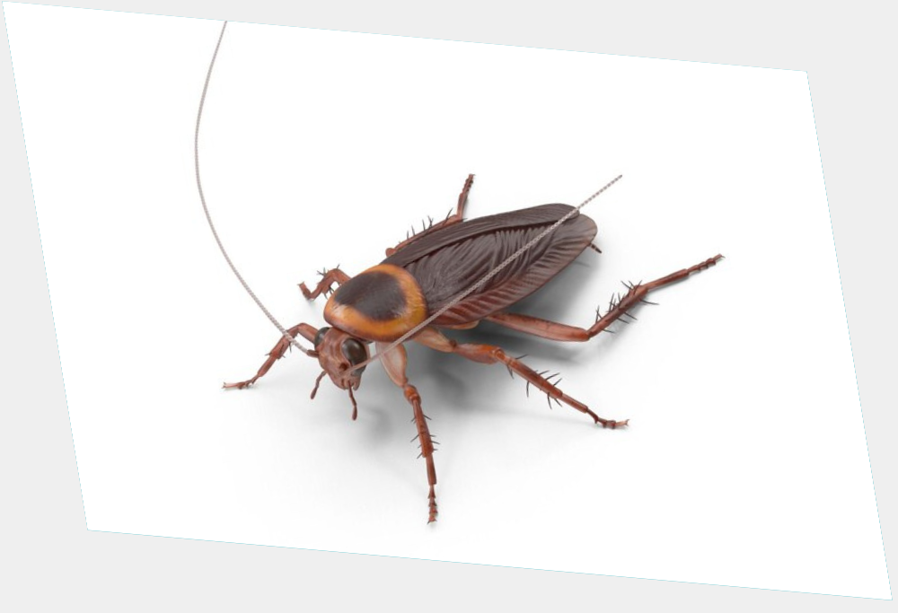 Cockroach