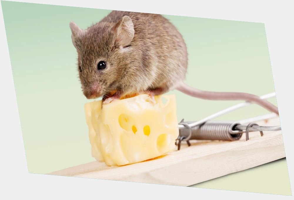 Mouse
