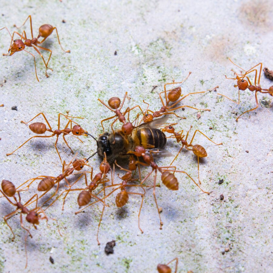 Why is ant control so important