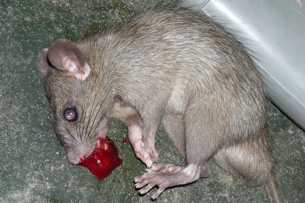 dead rat