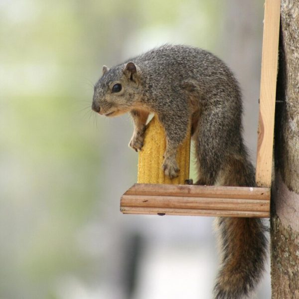 Why Is Squirrel Control So Important