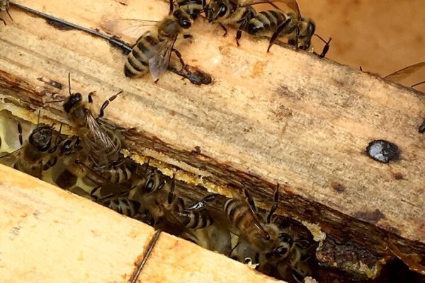 Signs you may have a wasp nest on your property