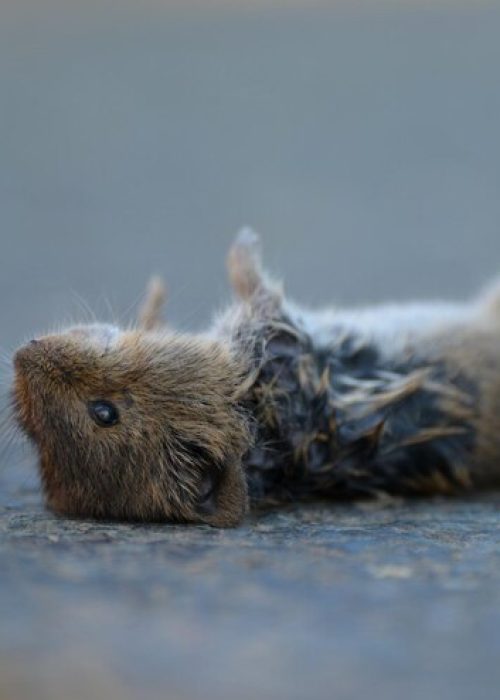 close-up-rabbit_1610635-309