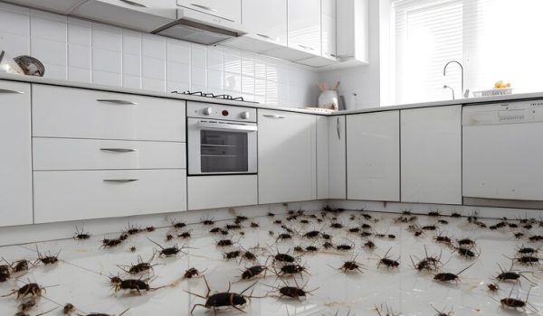 cockroach-infestation-kitchen_726253-1385