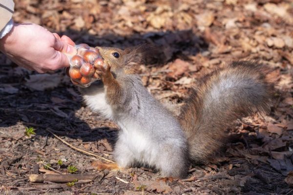 Squirrel Control Team